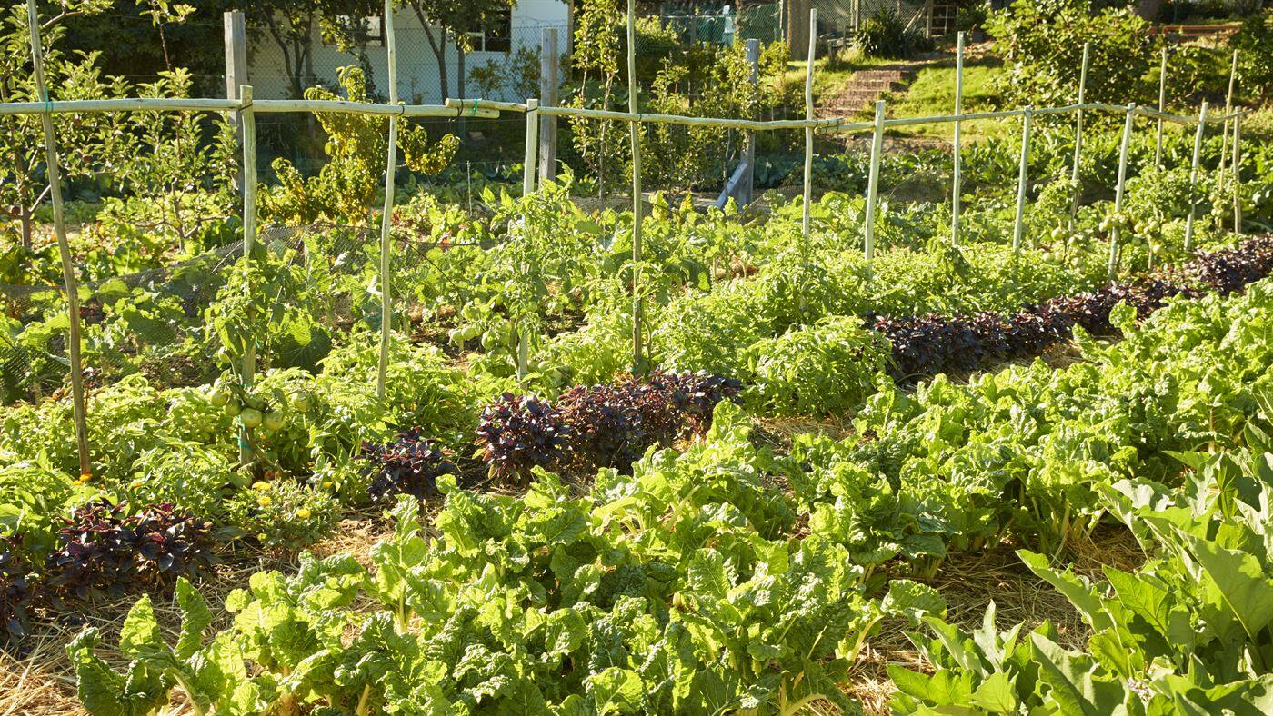 Illustration formation consultant en permaculture
